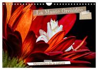 Picture of La Mante Orchidée (Calendrier mural 2027 DIN A4 vertical), CALVENDO calendrier mensuel