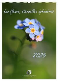 Image de Les fleurs, éternelles éphemères (Calendrier mural 2027 DIN A2 horizontal), CALVENDO calendrier mensuel