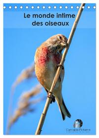 Image de Le monde intime des oiseaux (Calendrier de bureau 2027 DIN A5 horizontal), CALVENDO calendrier mensuel