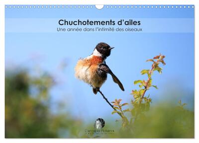Image de Chuchotements d'ailes - Une année dans l'intimité des oiseaux (Calendrier mural 2027 DIN A3 vertical), CALVENDO calendrier mensuel