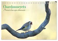 Image de Chardonnerets - Portraits d'une espèce éblouissante (Calendrier de bureau 2027 DIN A5 vertical), CALVENDO calendrier mensuel
