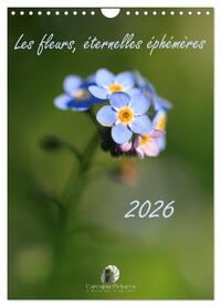 Image de Les fleurs, éternelles éphemères (Calendrier mural 2027 DIN A4 horizontal), CALVENDO calendrier mensuel