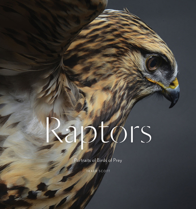 Image de Raptors /anglais