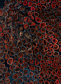 Picture of L'Oeil nu