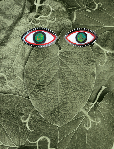 Picture of Hoja Santa