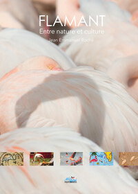 Image de Flamant