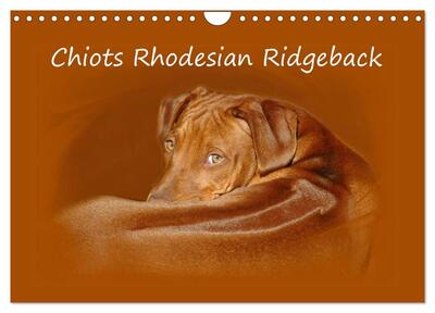 Picture of Chiots Rhodesian Ridgeback (Calendrier mural 2027 DIN A4 vertical), CALVENDO calendrier mensuel