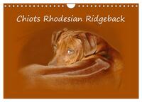 Picture of Chiots Rhodesian Ridgeback (Calendrier mural 2027 DIN A4 vertical), CALVENDO calendrier mensuel