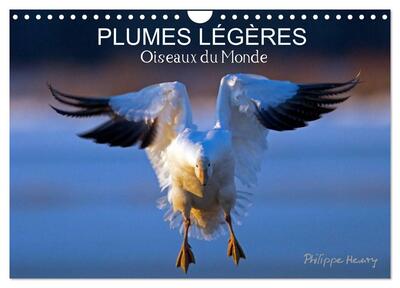 Picture of PLUMES LÉGÈRES. Oiseaux du Monde (Calendrier mural 2027 DIN A4 vertical), CALVENDO calendrier mensuel