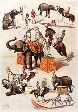 Image de Carnet Blanc Animaux dressés, cirque