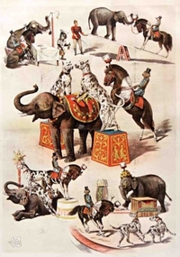 Image de Carnet Blanc Animaux dressés, cirque