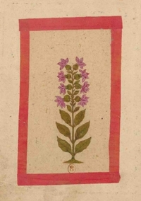 Image de Carnet Blanc, Fleur 2, miniature Indienne 18e siècle
