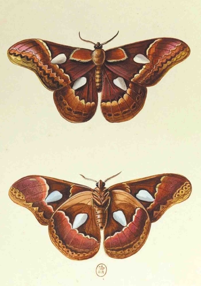Image de Carnet Blanc, Papillons Le Porte-Miroir