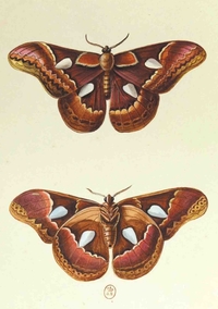 Image de Carnet Blanc, Papillons Le Porte-Miroir