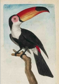 Image de Carnet Blanc, Toucan, dessin 18e siècle