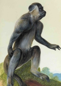 Image de Carnet Blanc, Macaque