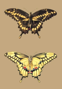 Image de Carnet Blanc, Papillons Cresphontes