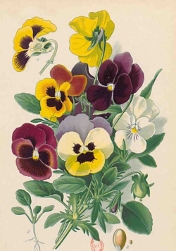 Image de Carnet Blanc, Pensées, dessin 19e siècle