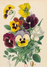 Image de Carnet Blanc, Pensées, dessin 19e siècle