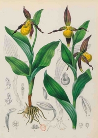 Image de Carnet Blanc, Orchidée jaune, dessin 19e siècle