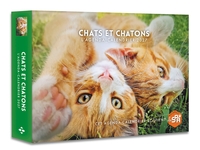 Image de Chats et chatons - Agenda - Calendrier - 2027