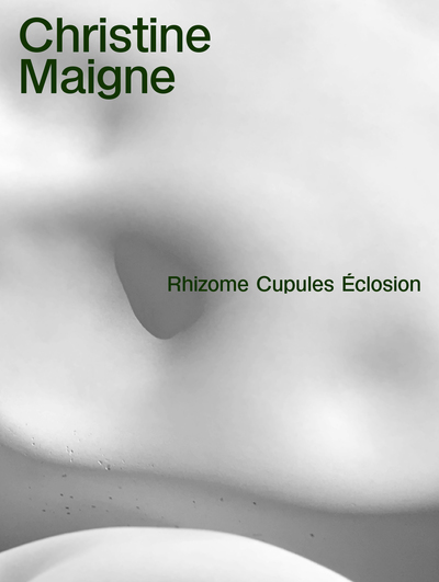 Picture of Rhizome Cupules Éclosion