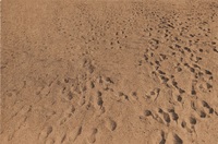 Picture of Beach Pictures, 1969-70 Anthony Hernandez /anglais