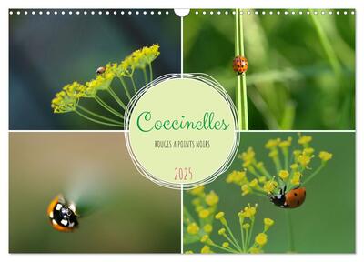 Image de Coccinelles rouges à points noirs (Calendrier mural 2025 DIN A3 vertical), CALVENDO calendrier mensuel