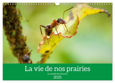 Image de La vie de nos prairies - Le monde des fourmis (Calendrier mural 2025 DIN A3 vertical), CALVENDO calendrier mensuel