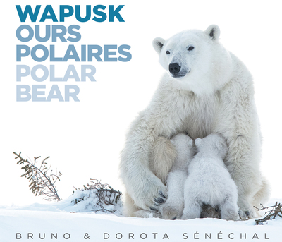 Picture of WAPUSK - OURS POLAIRES - POLAR BEAR