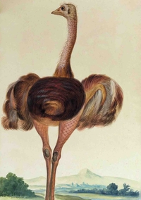 Image de Carnet Ligné, Autruche