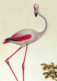 Image de Carnet Ligné, Flamant Rose