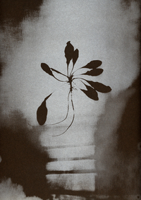 Picture of L'herbe aux yeux bleus