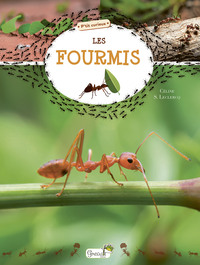 Image de Les fourmis