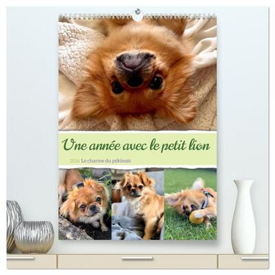 Picture of Une année avec le petit lion - Le charme du pékinois  (Calendrier mural 2026 DIN A2 horizontal) calendrier de bureau