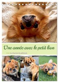 Picture of Une année avec le petit lion - Le charme du pékinois (Calendrier de bureau 2026 DIN A5 horizontal), CALVENDO calendrier mensuel