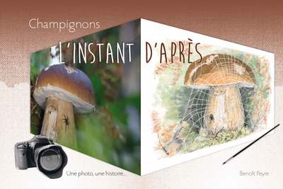 Image de Champignons : l'Instant d'Après
