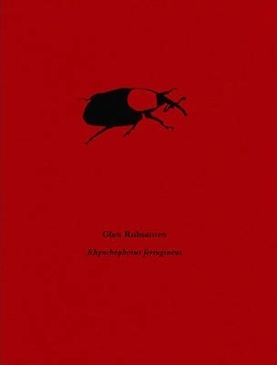Image de Glen Rubsamen  Rhynchophorus ferrugineus /anglais