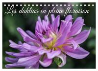 Image de Les Dahlias en pleine floraison (Calendrier de bureau 2027 DIN A5 vertical), CALVENDO calendrier mensuel