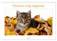 Picture of Chatons trop mignons (Calendrier mural 2027 DIN A4 vertical), CALVENDO calendrier mensuel