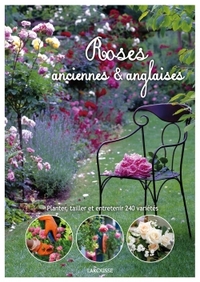 Image de Roses anglaises et anciennes