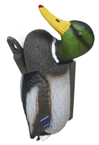 Image de No New Kind of Duck - Would I know how to say what I do?