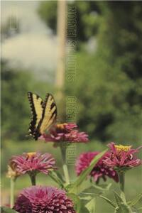 Image de North St. Louis Creative Field Guide /anglais