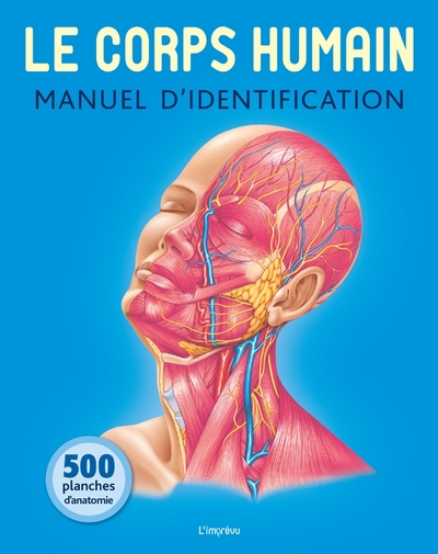Image de Le corps humain