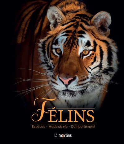 Picture of Félins