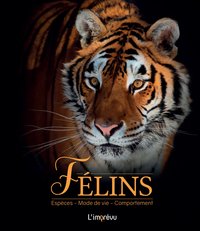 Picture of Félins