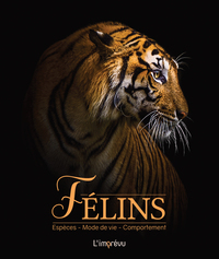 Picture of Félins