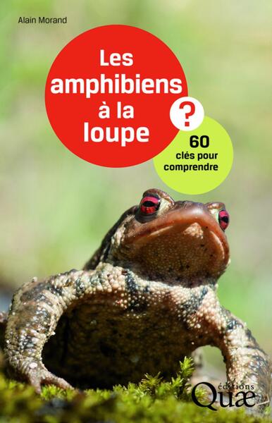 Picture of Les amphibiens à la loupe ?