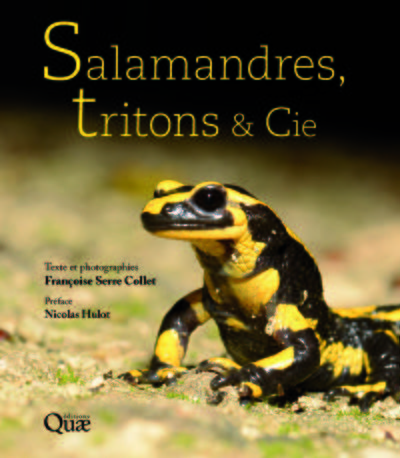 Image de Salamandres, tritons et Cie