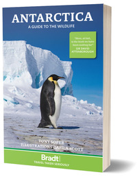 Picture of ANTARCTICA WILDLIFE